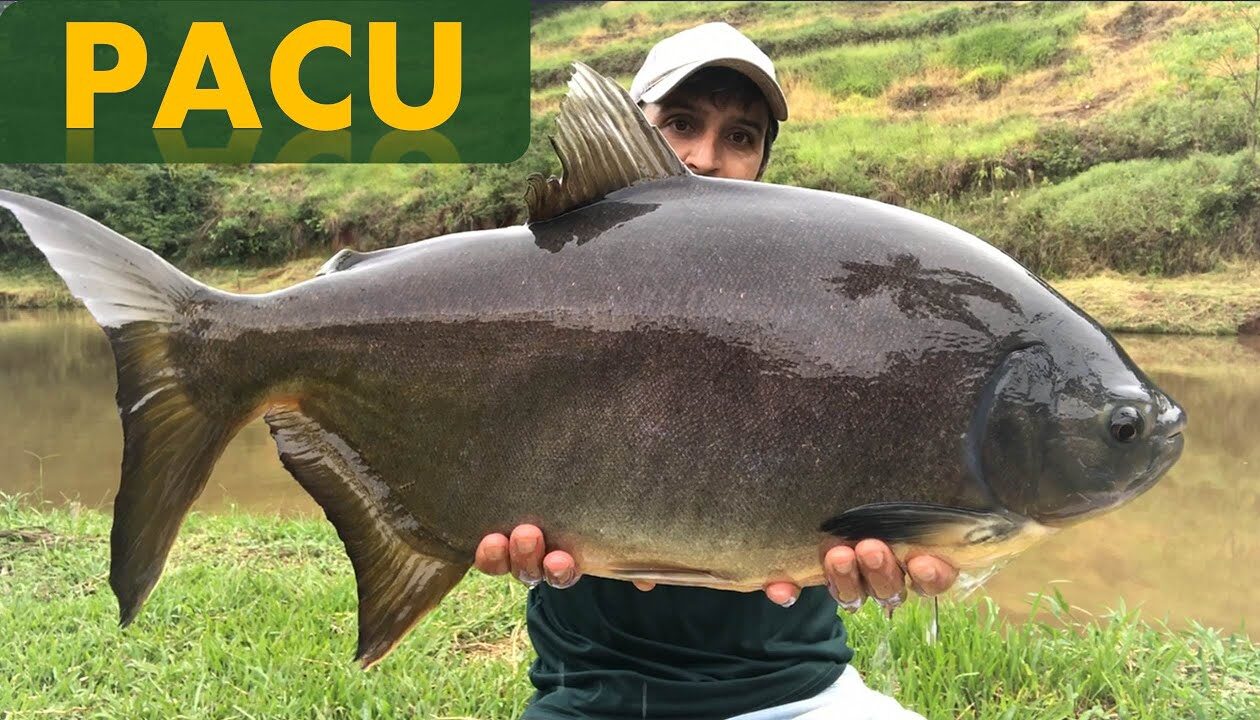 Peixe Pacu com dentes semelhantes aos humanos