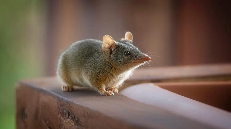 Antequino-marrom, o marsupial australiano conhecido por sessões de acasalamento de até 14 horas que frequentemente levam à morte