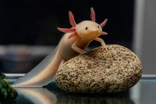 Axolote mexicano com brânquias externas e aparência jovial