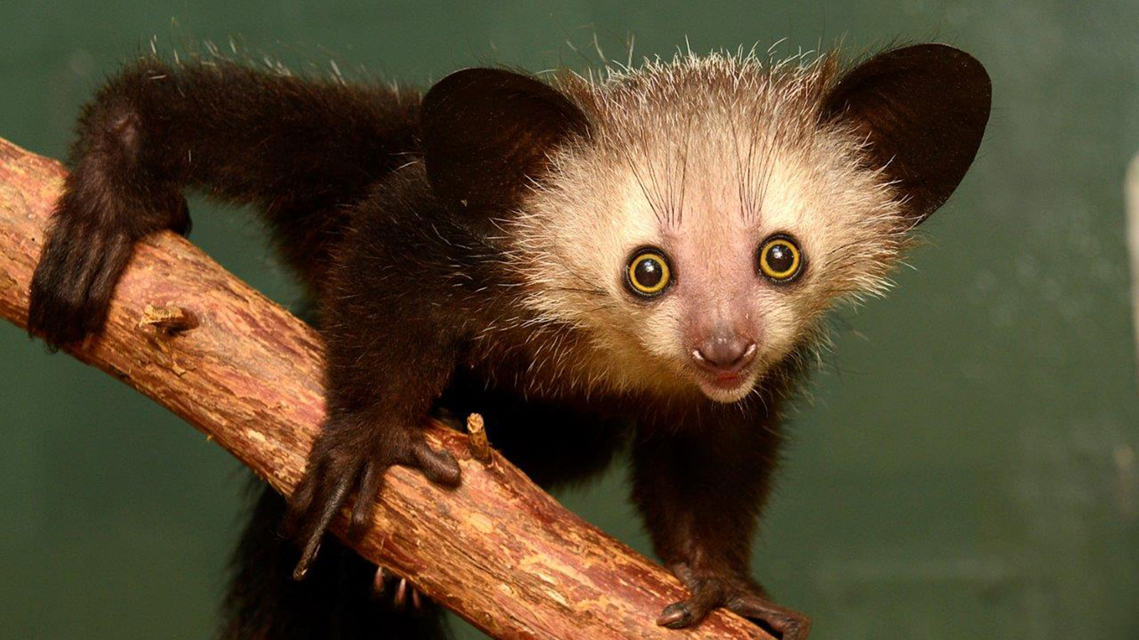 Aye-Aye de Madagascar com seu característico dedo médio longo