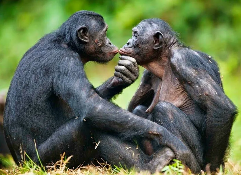 Bonobos interagindo socialmente, primatas conhecidos por utilizarem relações sexuais como ferramenta para resolução de conflitos