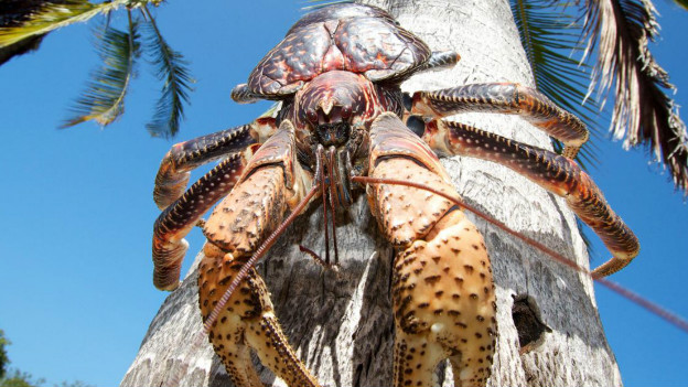 Caranguejo-dos-Coqueiros com suas poderosas pinças