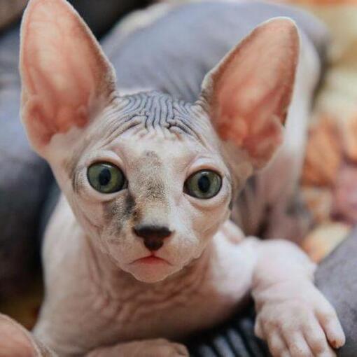 Gato Sphynx sem pelos com pele enrugada