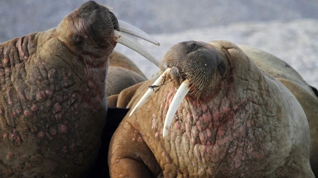 Morsa macho, animal que possui um dos maiores órgãos reprodutores do reino animal, podendo atingir 60 centímetros