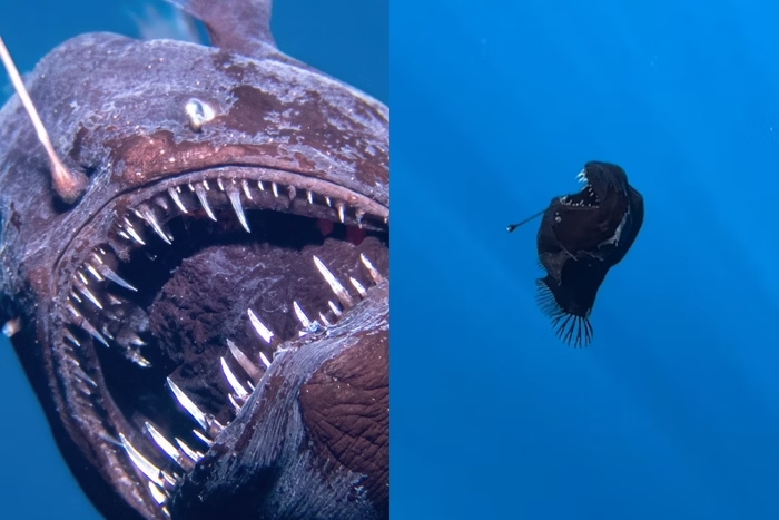 Peixe Diabo com seus dentes afiados e proeminentes