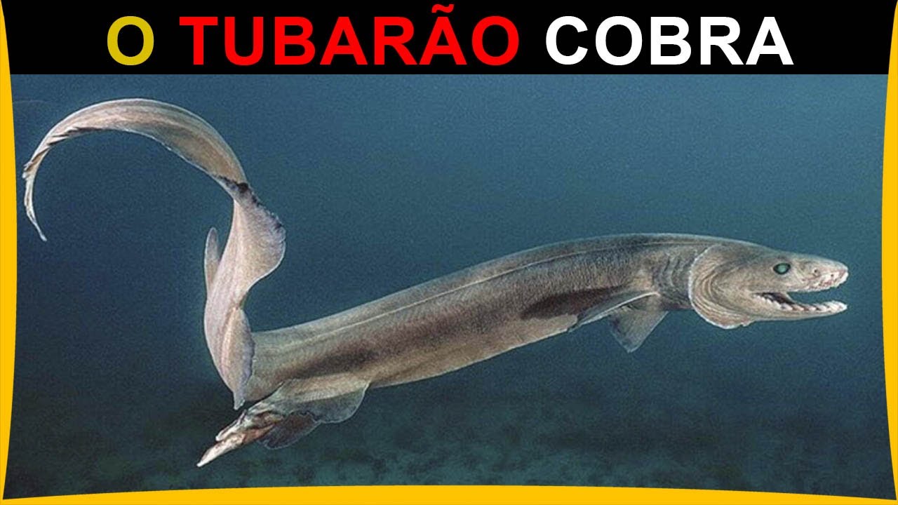 Tubarão-Cobra com características pré-históricas e aparência de serpente